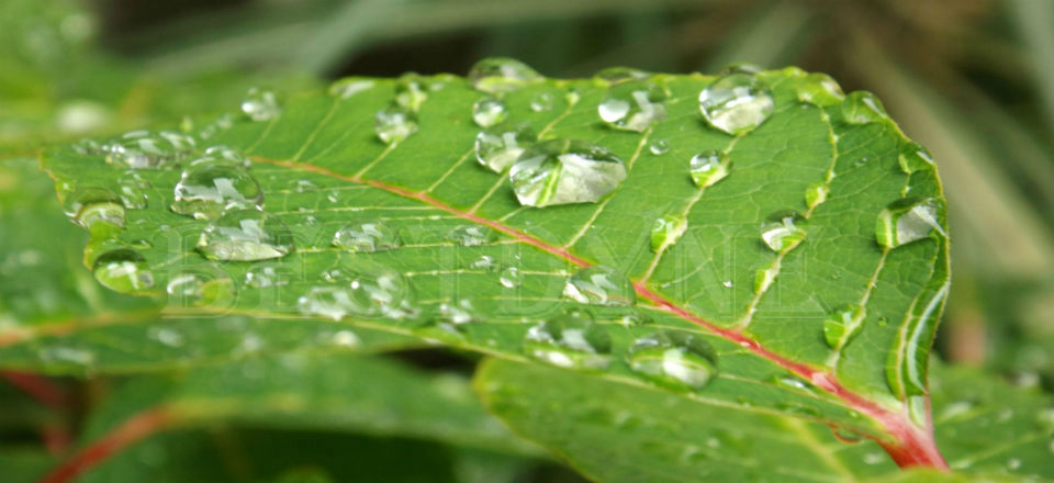 leaf green 960X440