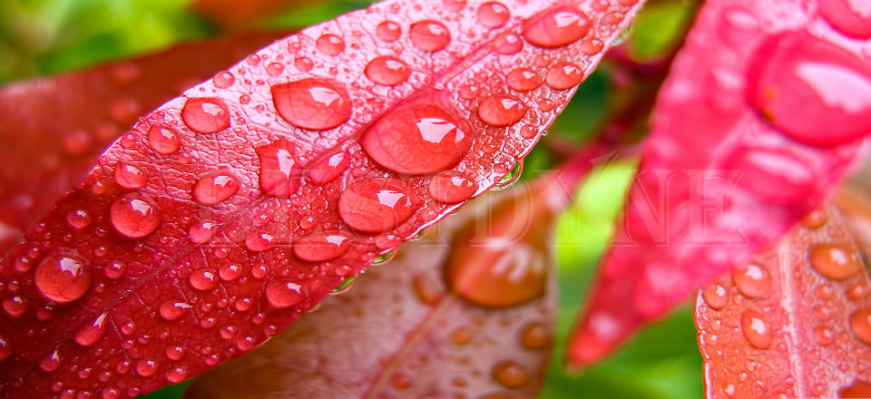 pink leaf wide 960x440